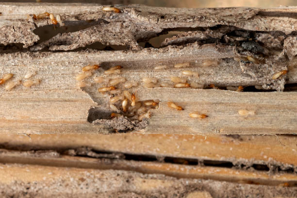 Best Emergency Pest Control  in Bixby, OK